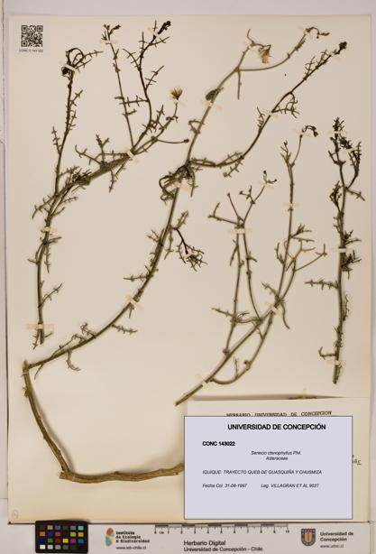 Senecio ctenophyllus [Espécimen: UDEC:CONC:0143022]