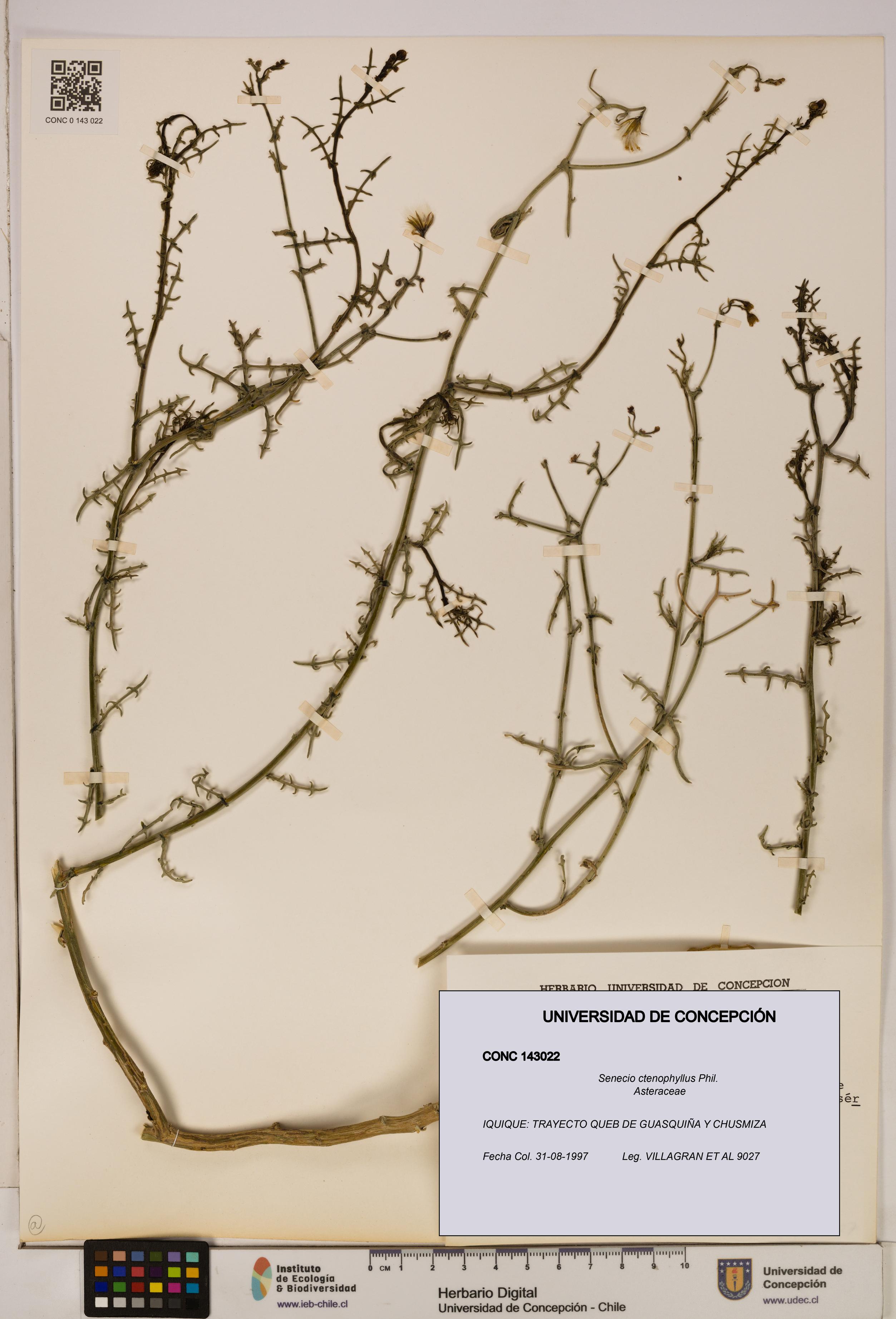 Senecio ctenophyllus [Espécimen: UDEC:CONC:0143022]