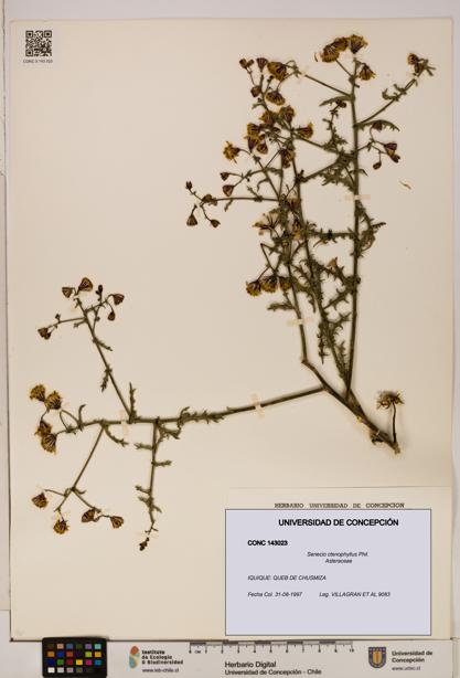 Senecio ctenophyllus [Espécimen: UDEC:CONC:0143023]