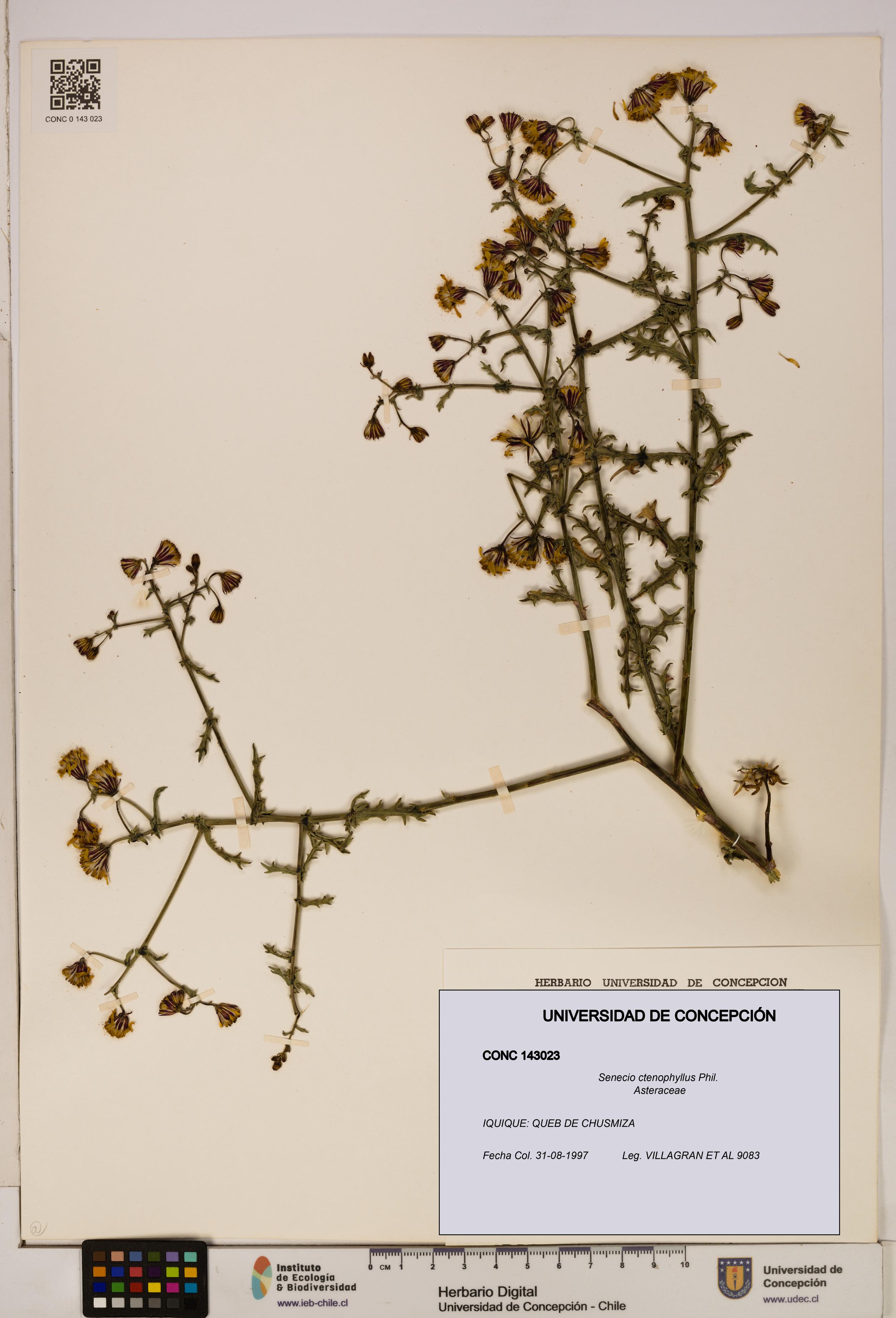 Senecio ctenophyllus [Espécimen: UDEC:CONC:0143023]