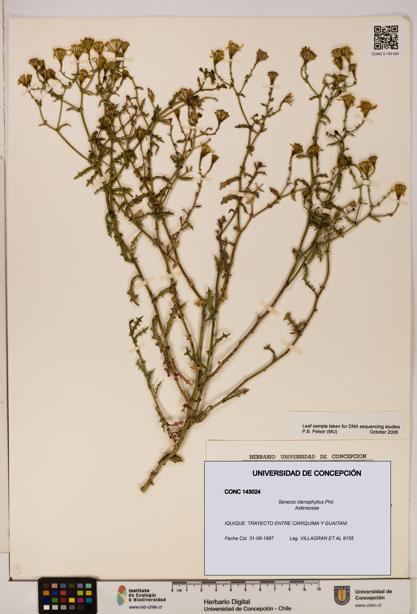 Senecio ctenophyllus [Espécimen: UDEC:CONC:0143024]