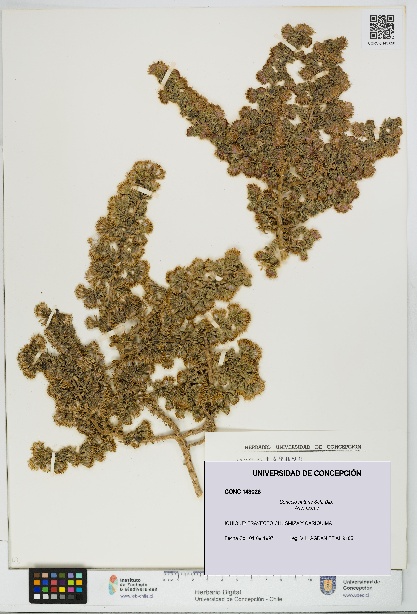 Senecio nutans [Espécimen: UDEC:CONC:0143026]
