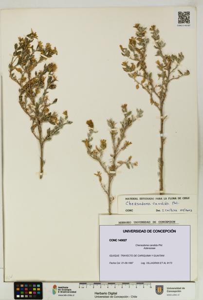 Chersodoma candida [Espécimen: UDEC:CONC:0143027]