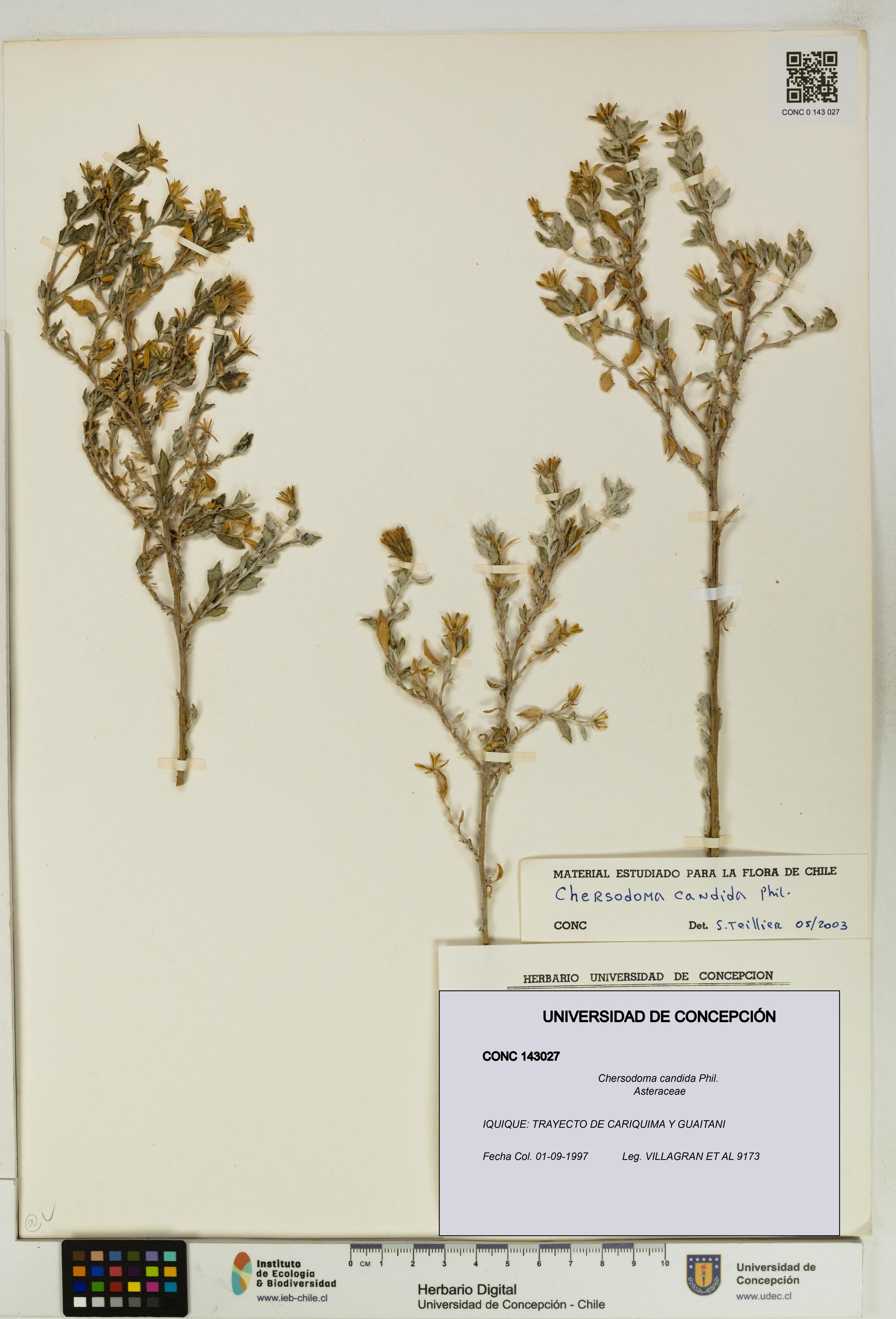 Chersodoma candida [Espécimen: UDEC:CONC:0143027]