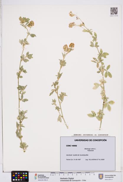 Medicago sativa [Espécimen: ]