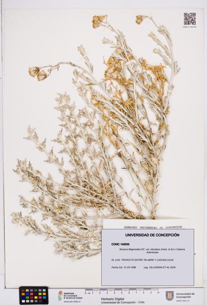 Senecio filaginoides var. lobulatus [Espécimen: ]