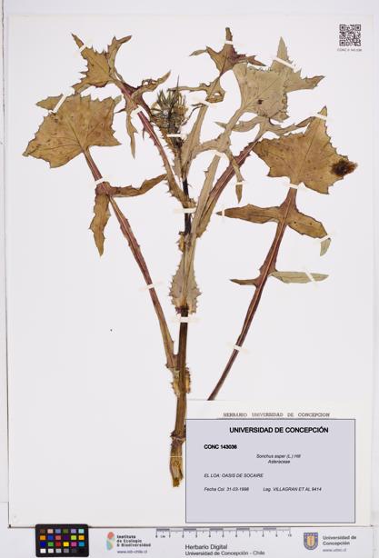 Sonchus asper [Espécimen: ]