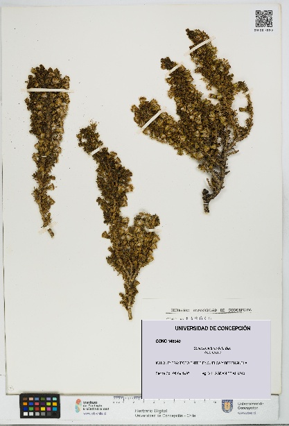 Senecio nutans [Espécimen: UDEC:CONC:0143040]