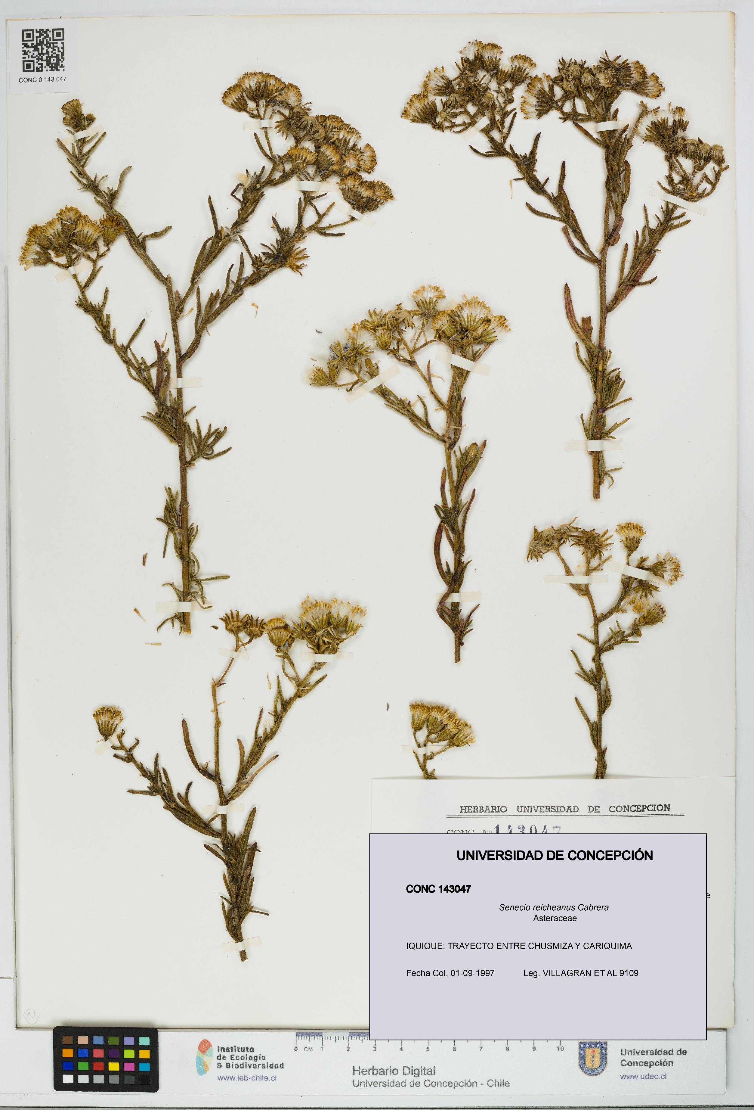 Senecio reicheanus [Espécimen: UDEC:CONC:0143047]