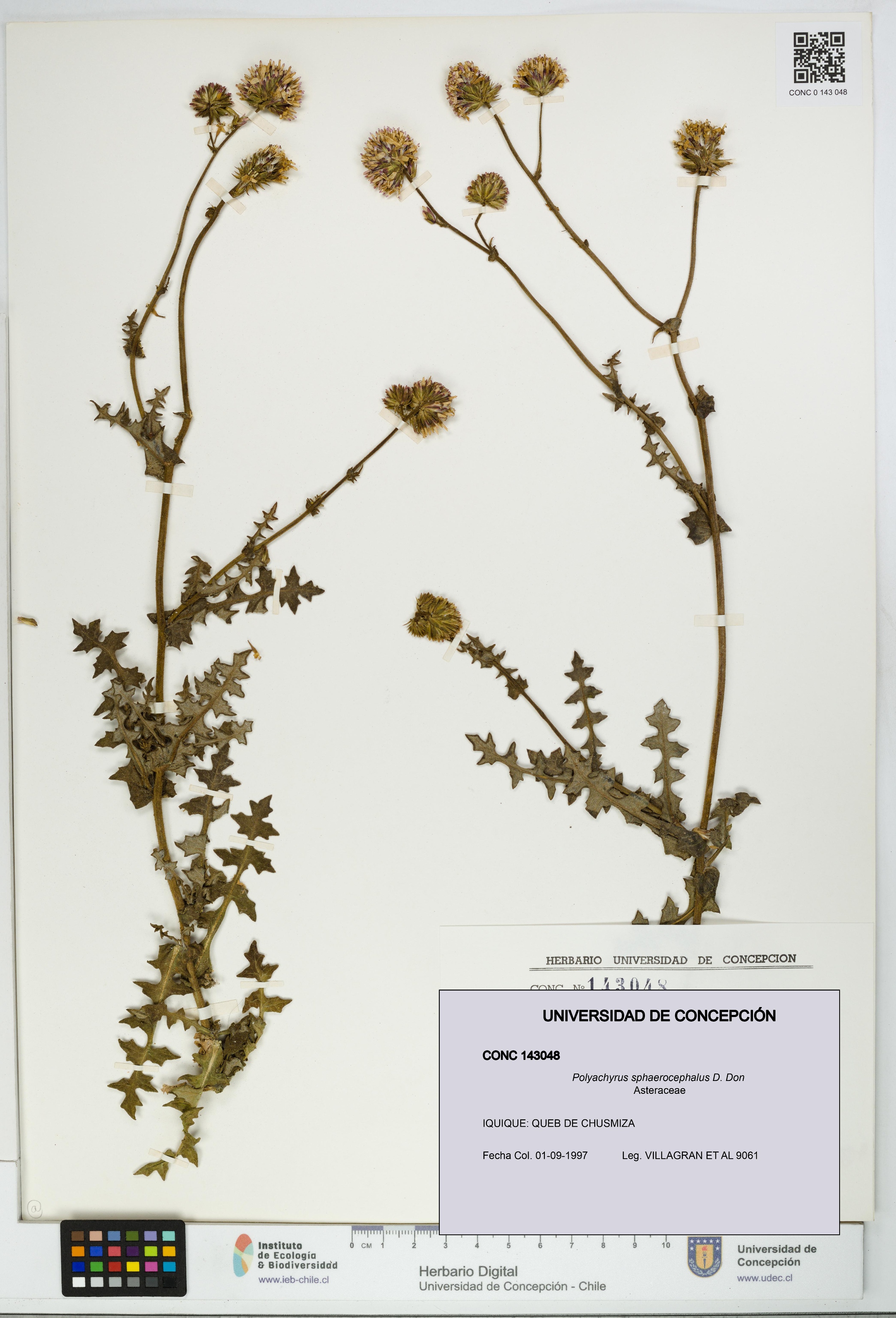 Polyachyrus sphaerocephalus [Espécimen: UDEC:CONC:0143048]
