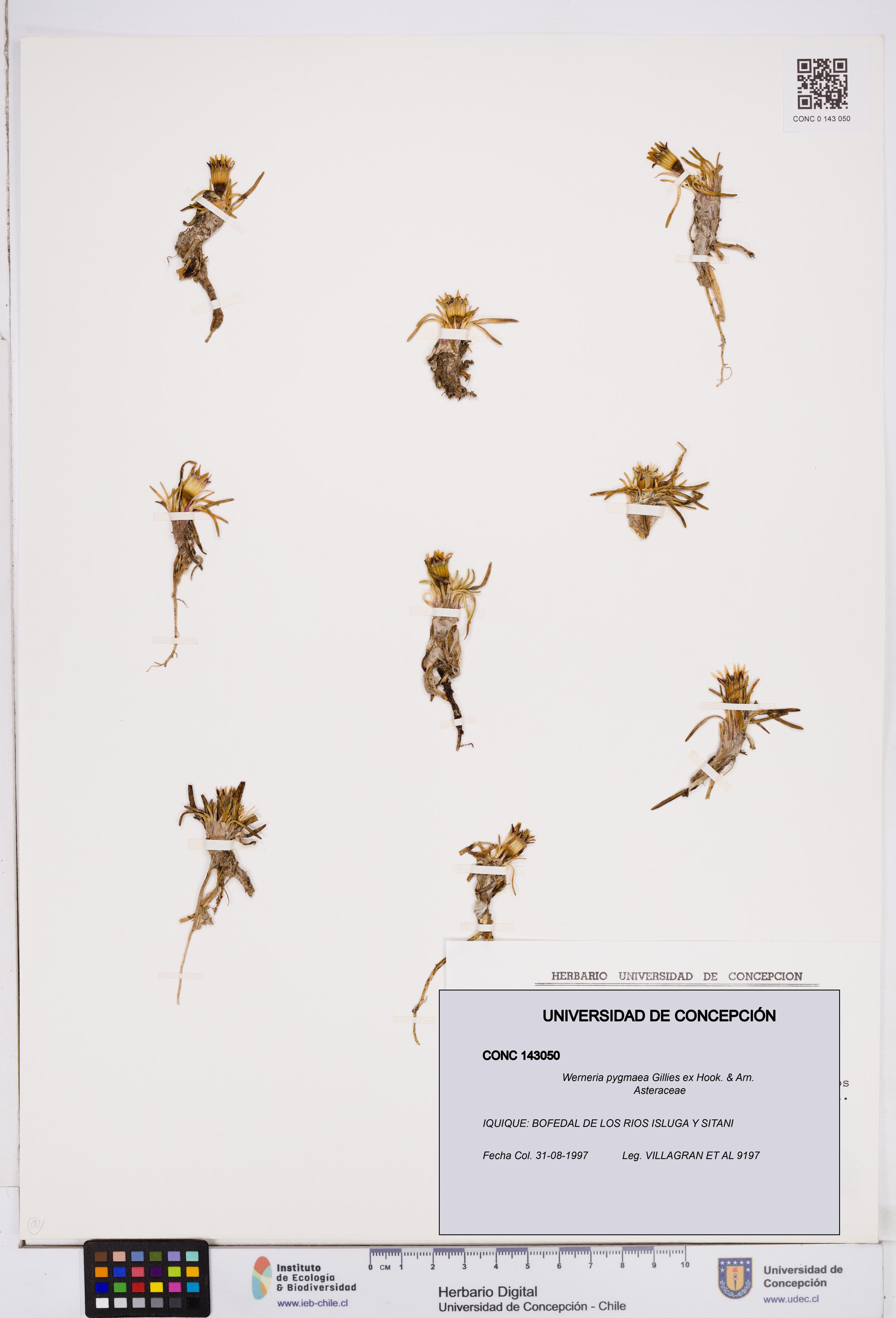 Werneria pygmaea [Espécimen: ]