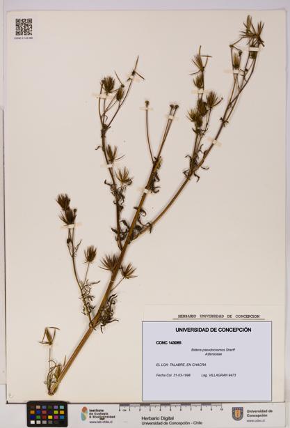 Bidens pseudocosmos [Espécimen: UDEC:CONC:0143065]