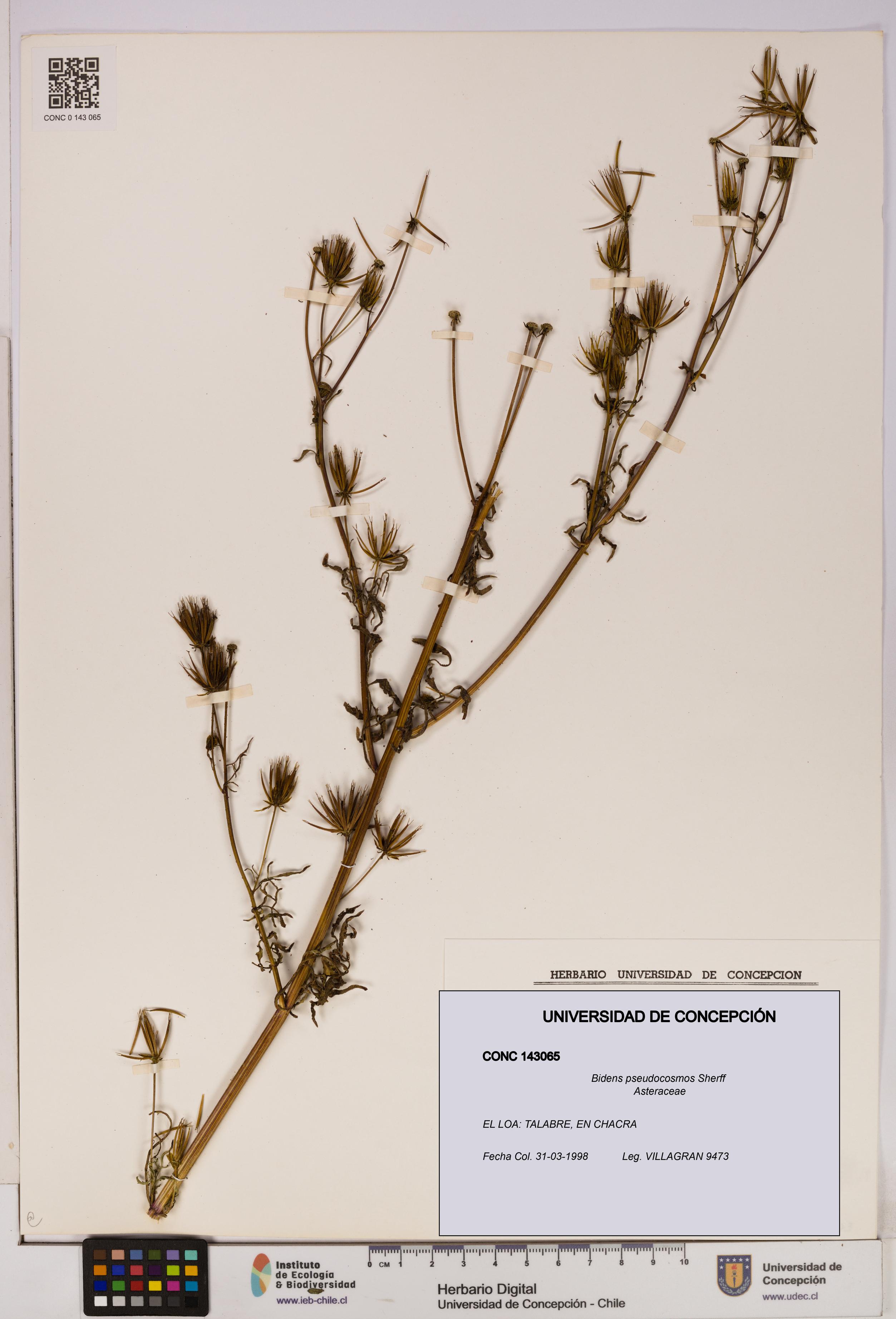 Bidens pseudocosmos [Espécimen: UDEC:CONC:0143065]