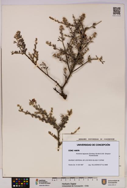 Krameria lappacea [Espécimen: UDEC:CONC:0143078]