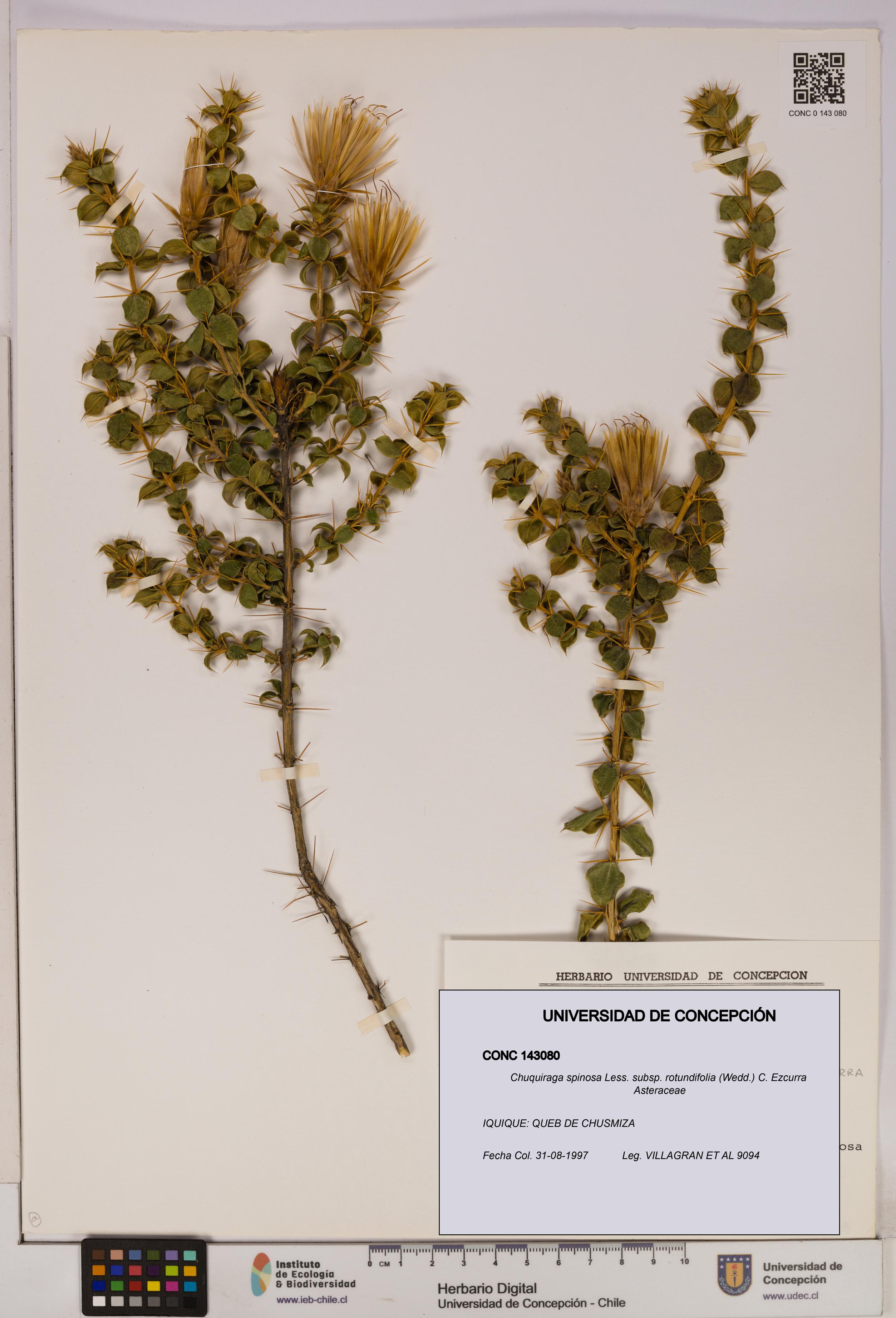 Chuquiraga spinosa subsp. rotundifolia [Espécimen: UDEC:CONC:0143080]
