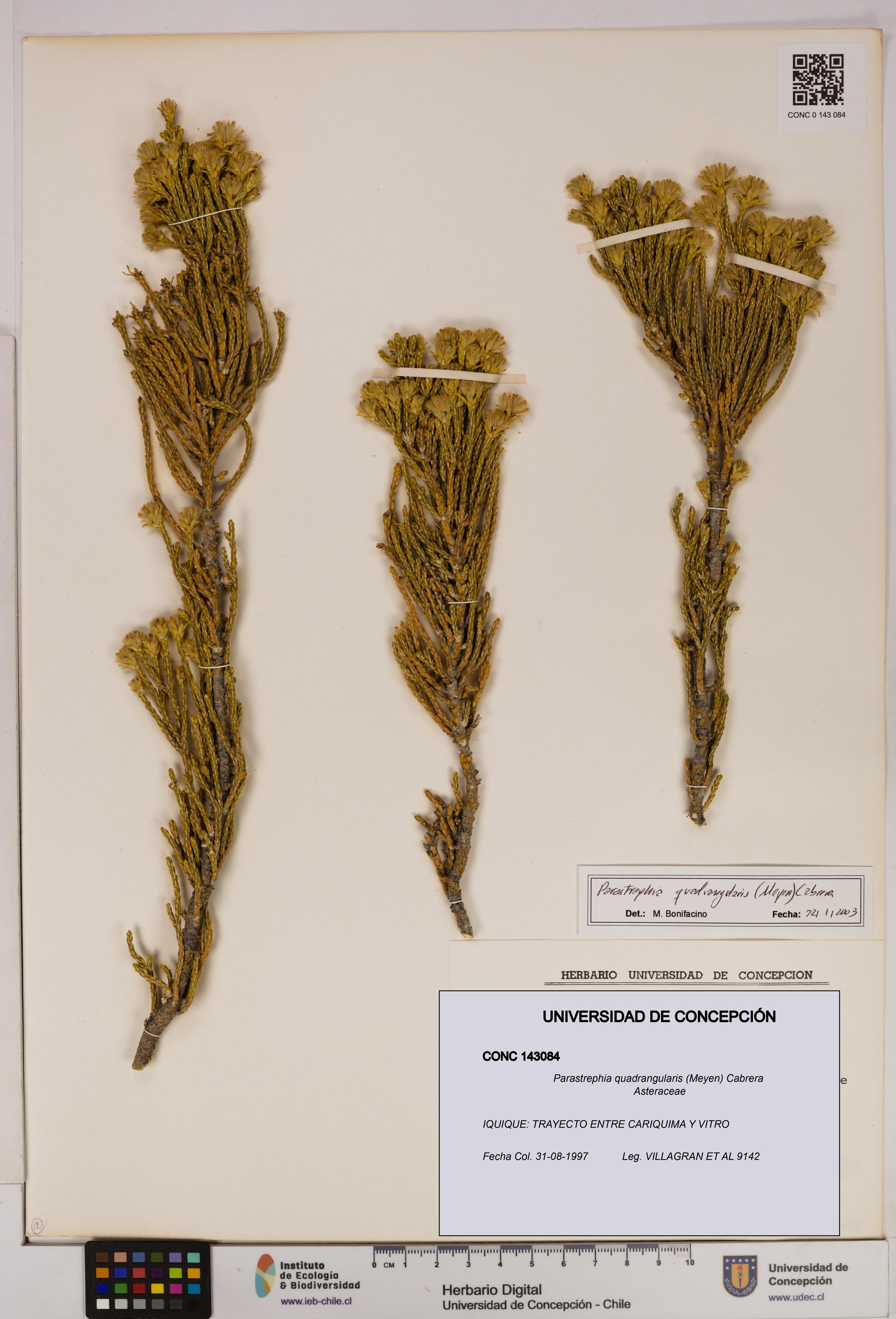 Parastrephia quadrangularis [Espécimen: UDEC:CONC:0143084]
