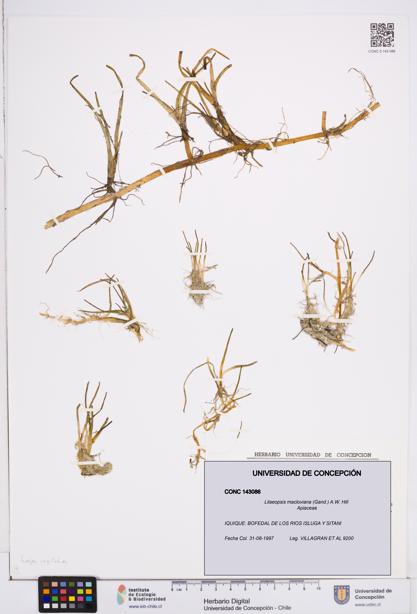 Lilaeopsis macloviana [Espécimen: ]