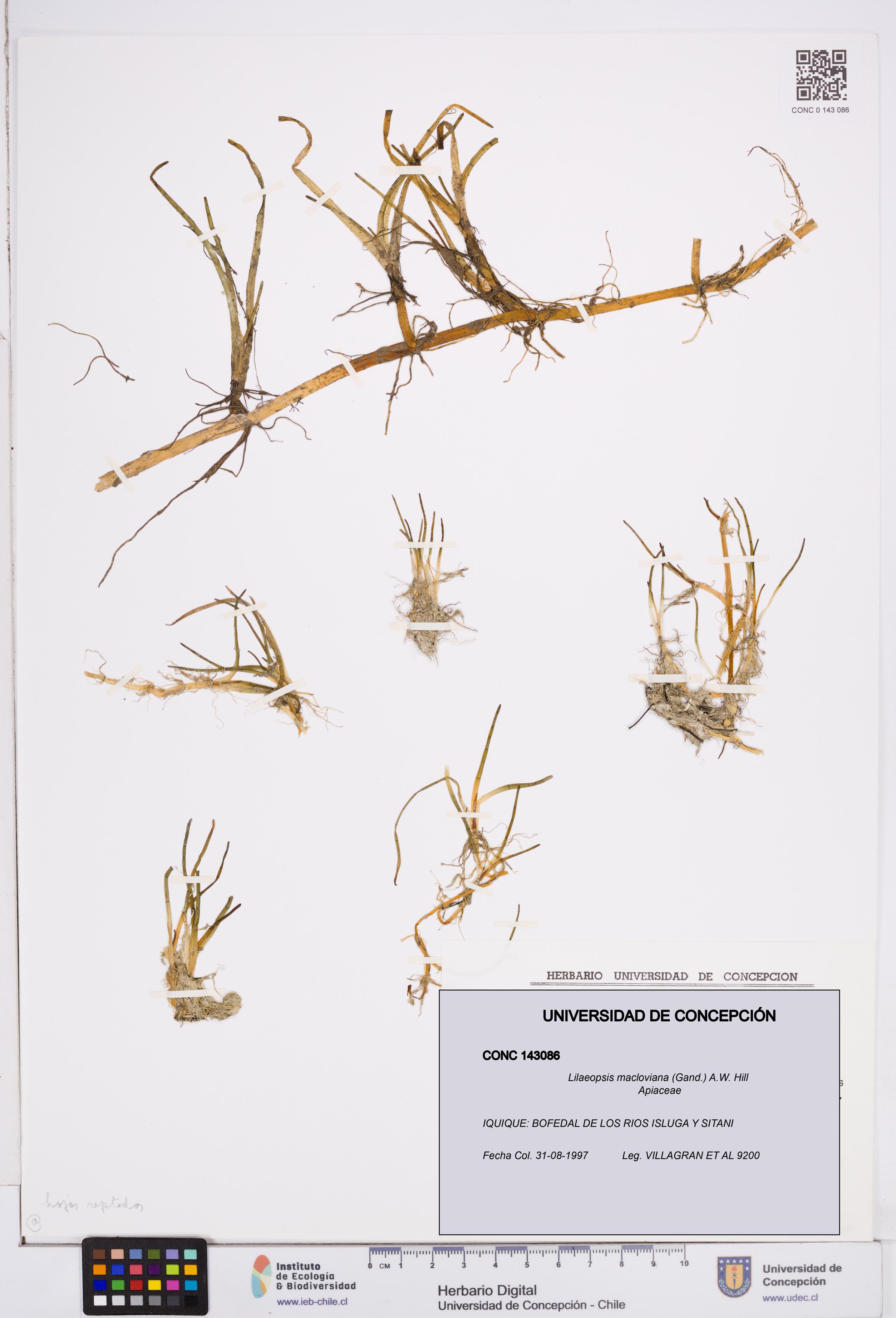 Lilaeopsis macloviana [Espécimen: ]