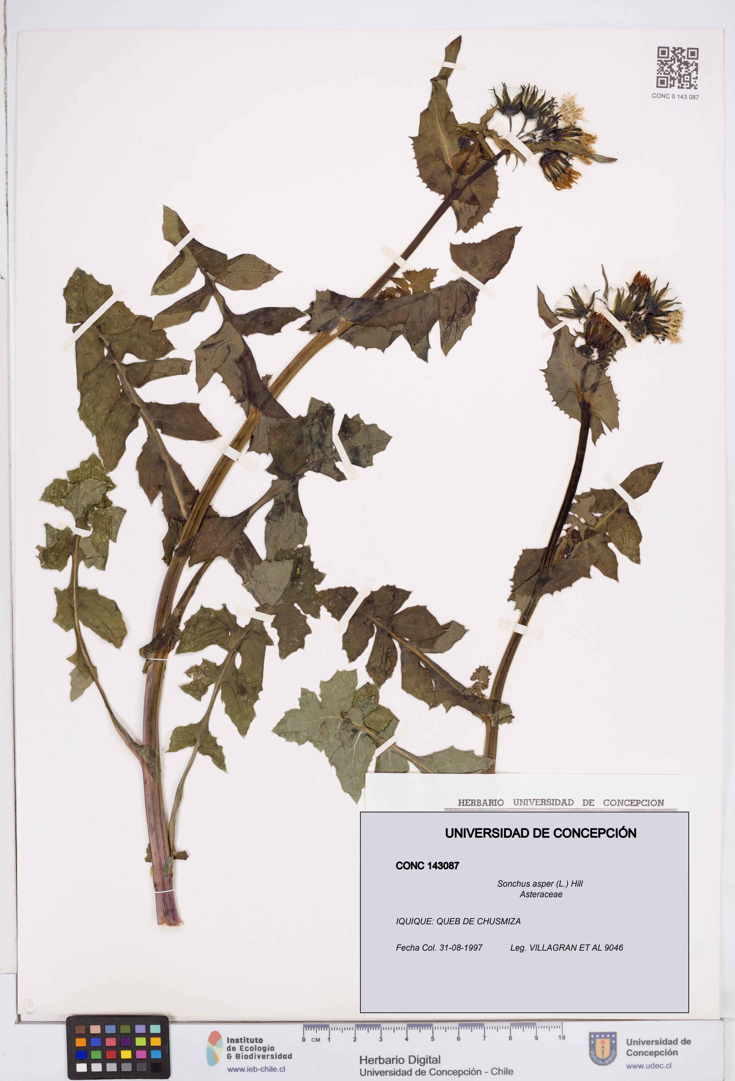 Sonchus asper [Espécimen: ]
