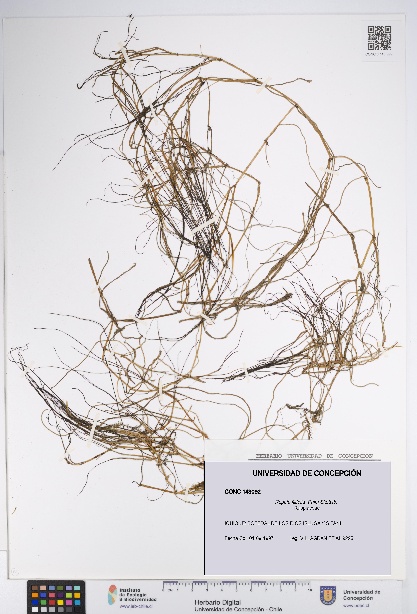 Ruppia filifolia [Espécimen: UDEC:CONC:0143092]