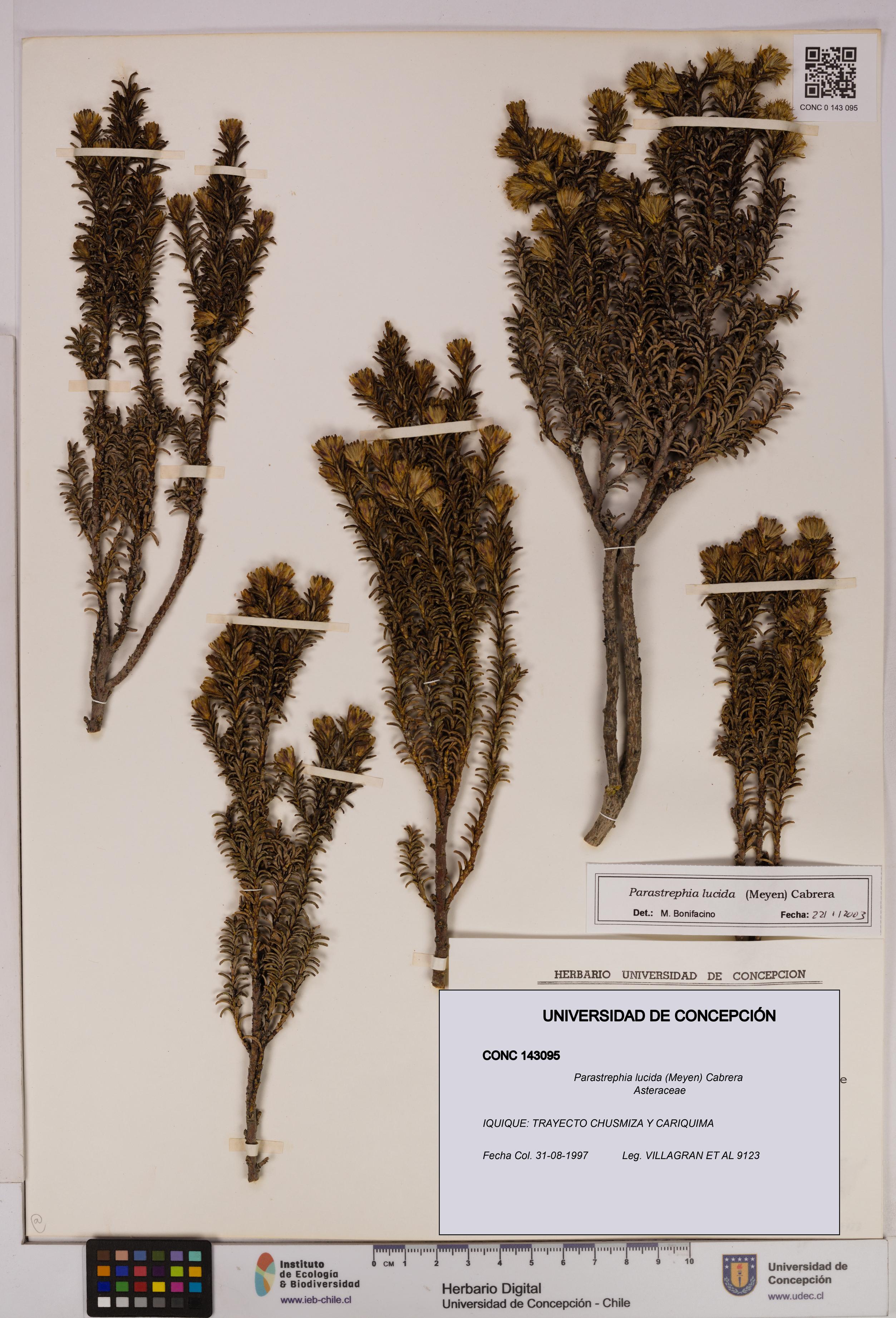 Parastrephia lucida [Espécimen: UDEC:CONC:0143095]