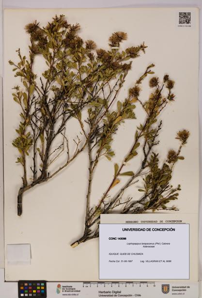 Lophopappus tarapacanus [Espécimen: UDEC:CONC:0143096]