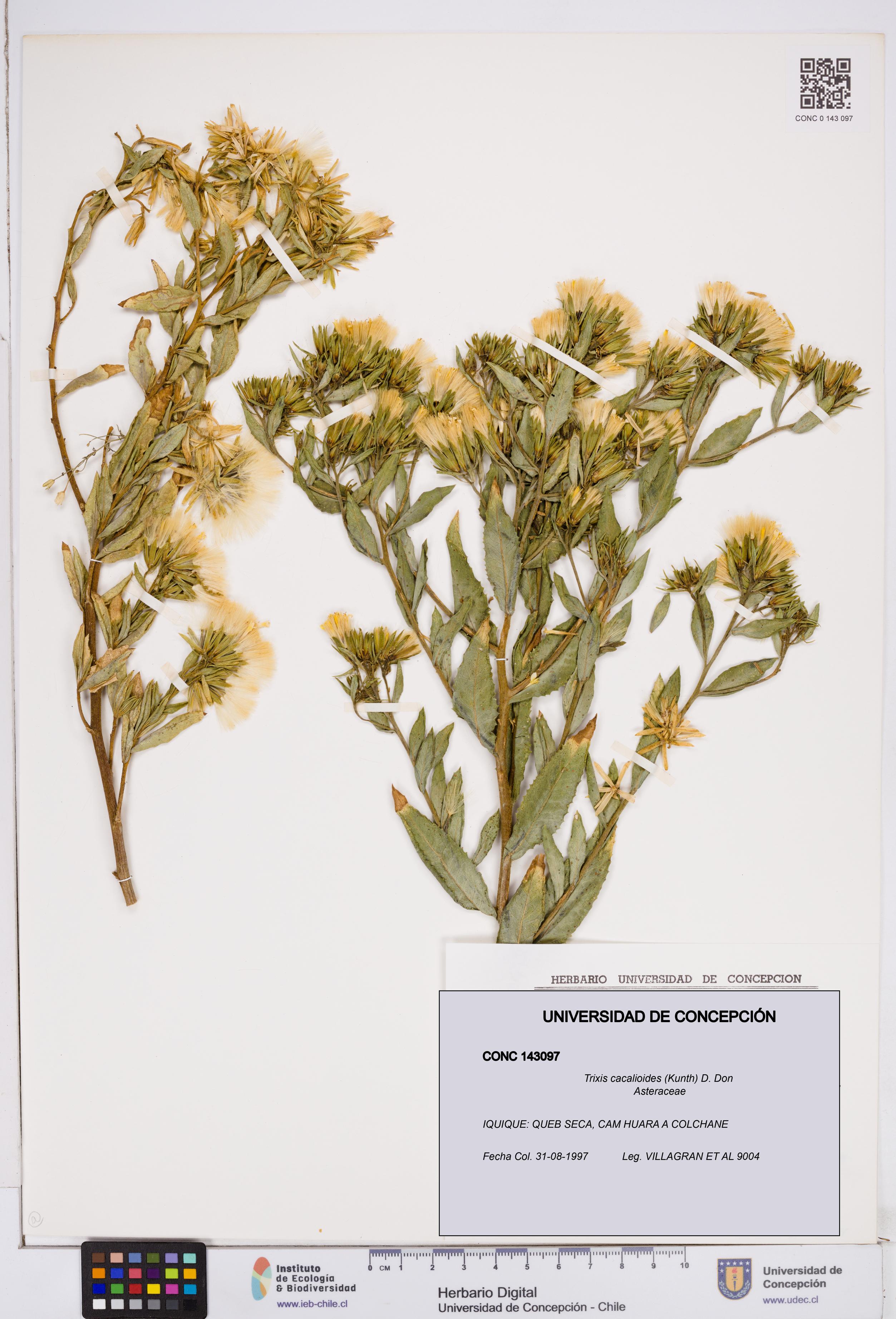 Trixis cacalioides [Espécimen: ]