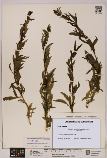 Baccharis salicifolia [Espécimen: UDEC:CONC:0143098]