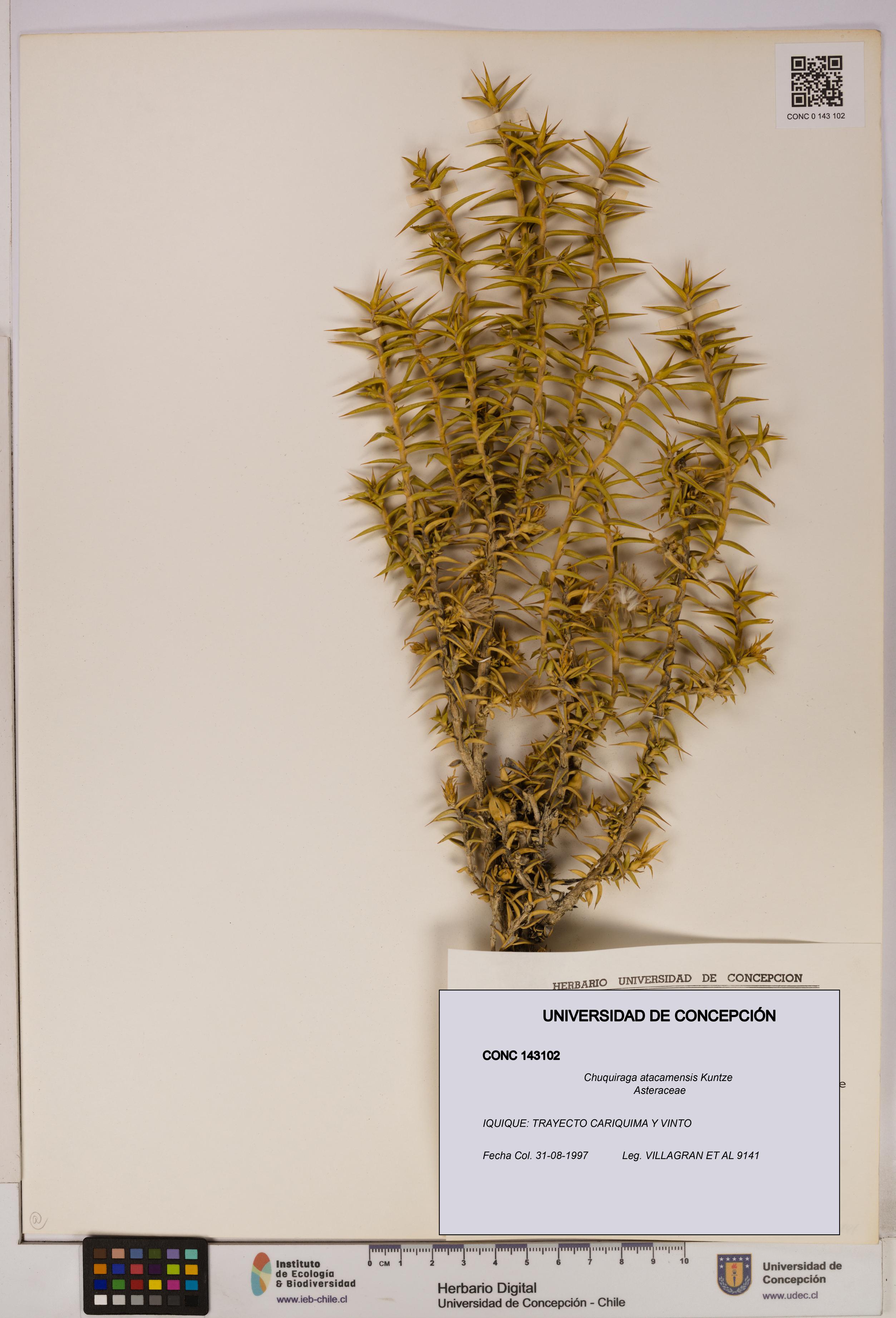 Chuquiraga atacamensis [Espécimen: UDEC:CONC:0143102]