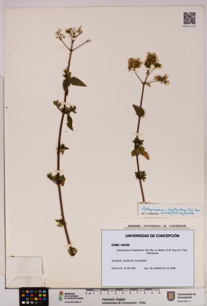 Ophryosporus heptanthus [Espécimen: UDEC:CONC:0143103]