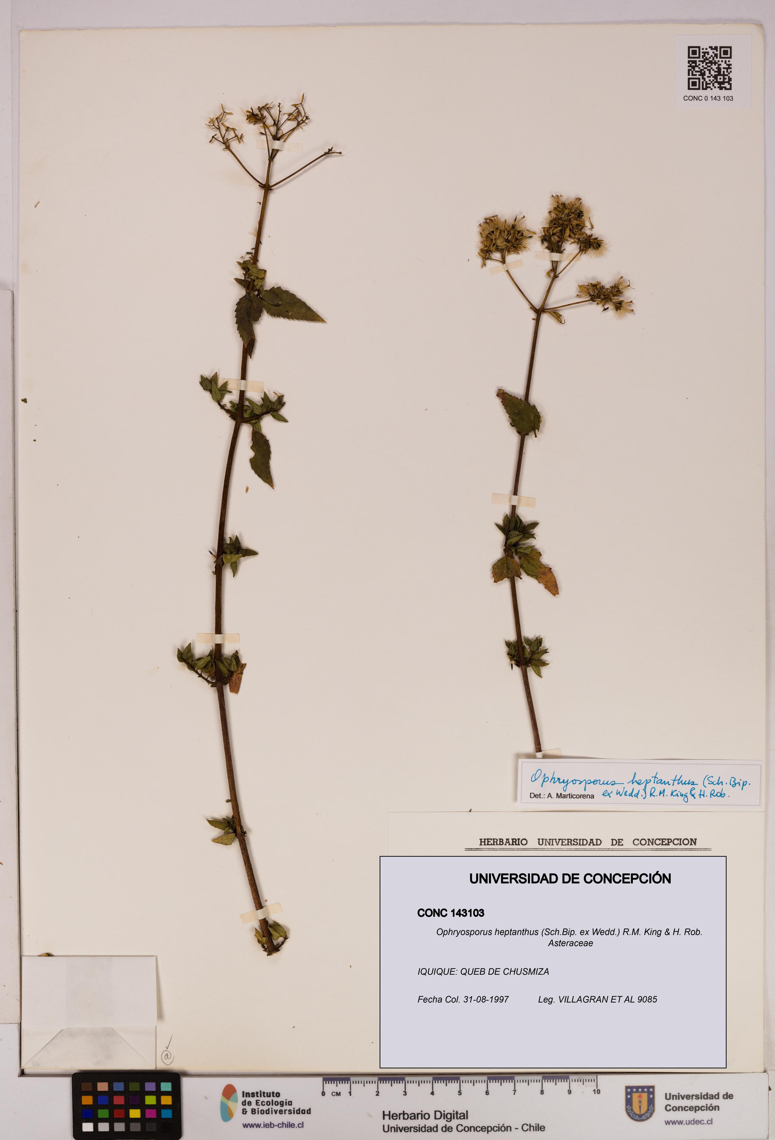 Ophryosporus heptanthus [Espécimen: UDEC:CONC:0143103]