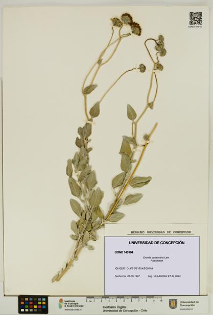 Encelia canescens [Espécimen: UDEC:CONC:0143104]