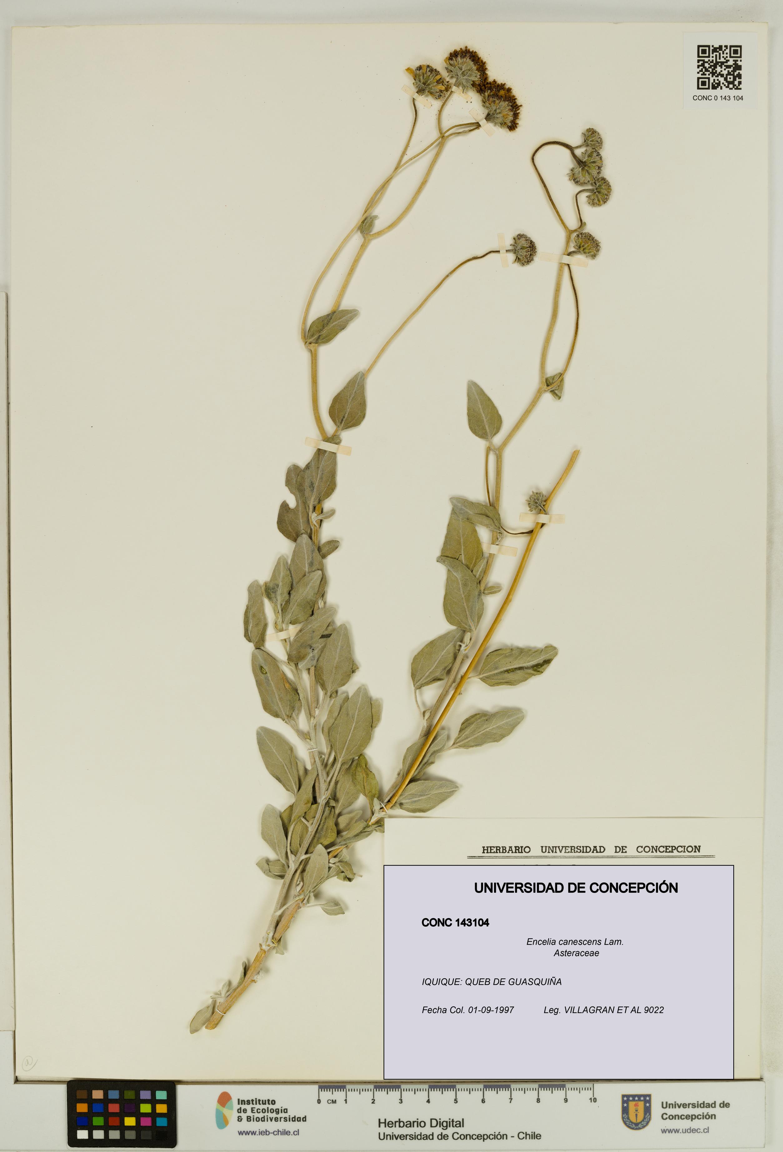 Encelia canescens [Espécimen: UDEC:CONC:0143104]