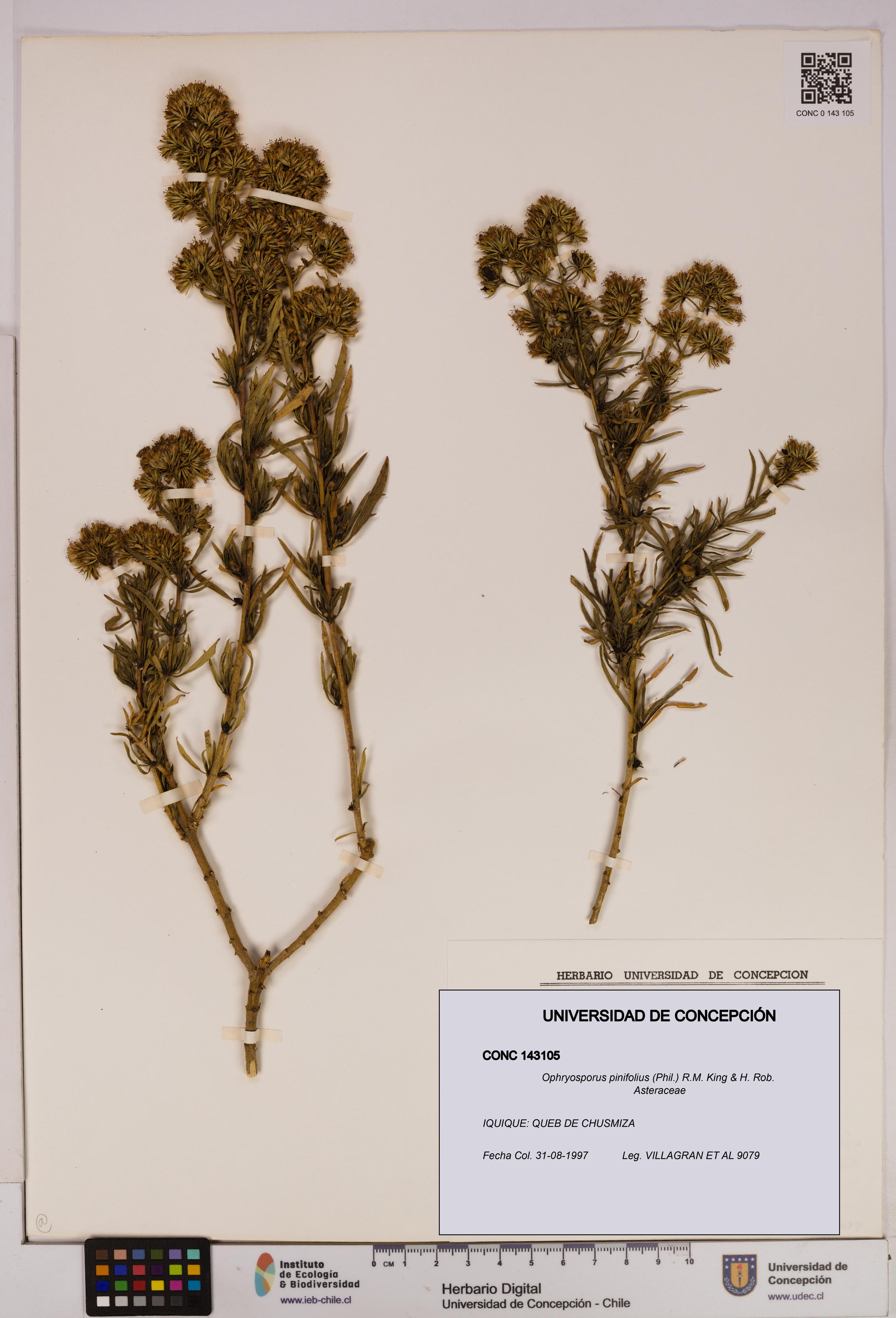 Ophryosporus pinifolius [Espécimen: UDEC:CONC:0143105]