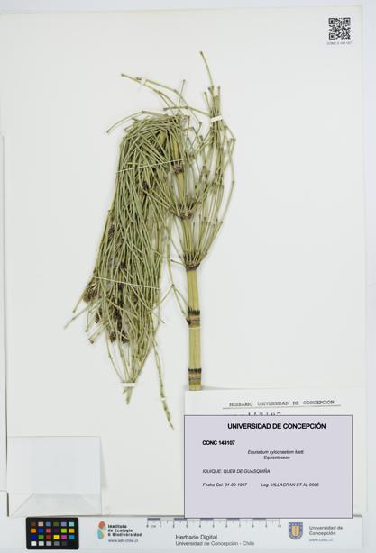 Equisetum xylochaetum [Espécimen: UDEC:CONC:0143107]
