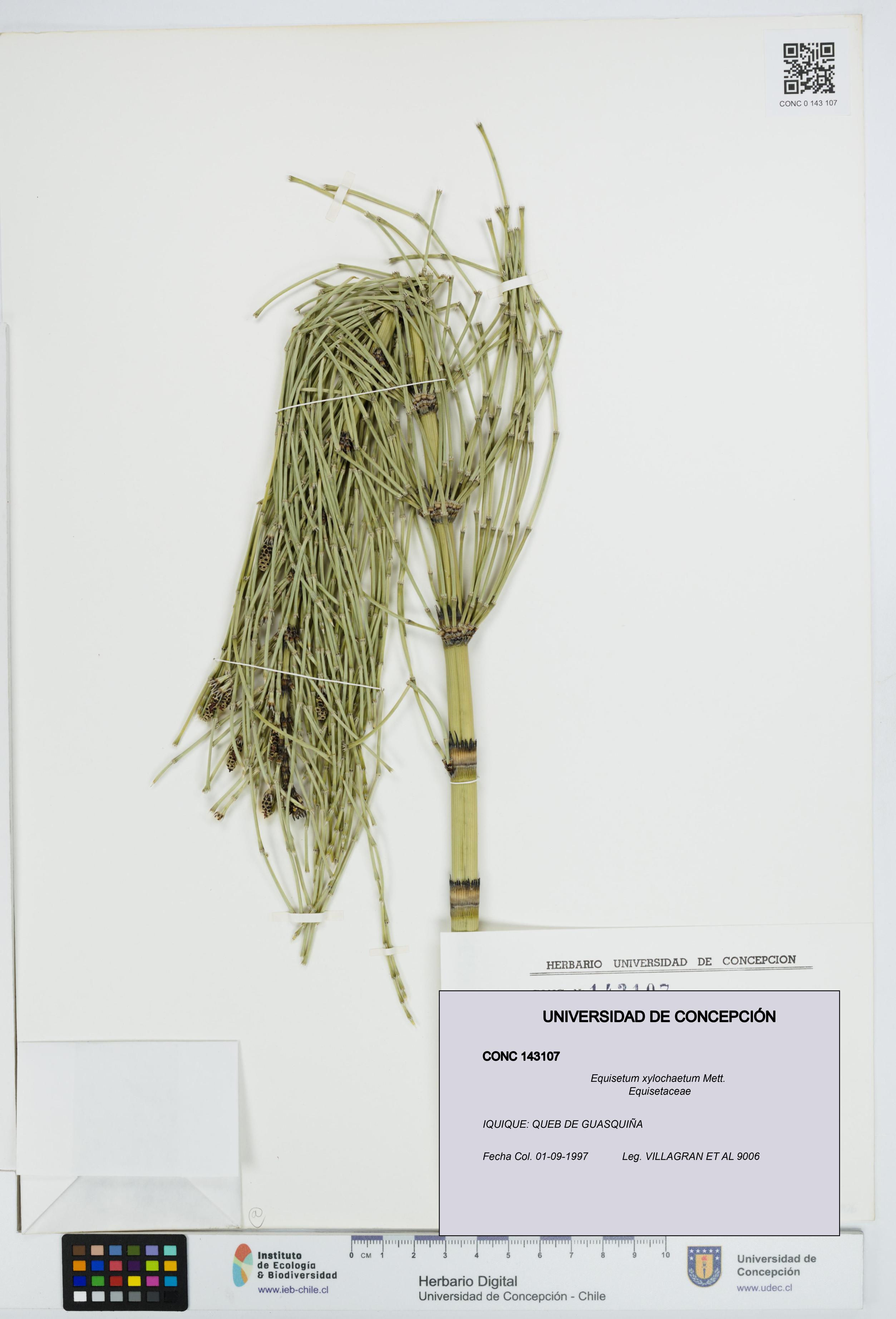 Equisetum xylochaetum [Espécimen: UDEC:CONC:0143107]