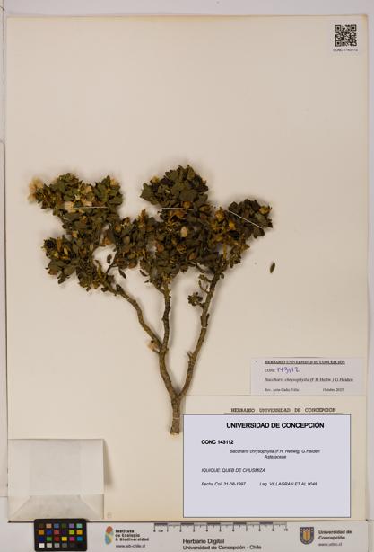 Baccharis chrysophylla [Espécimen: UDEC:CONC:0143112]