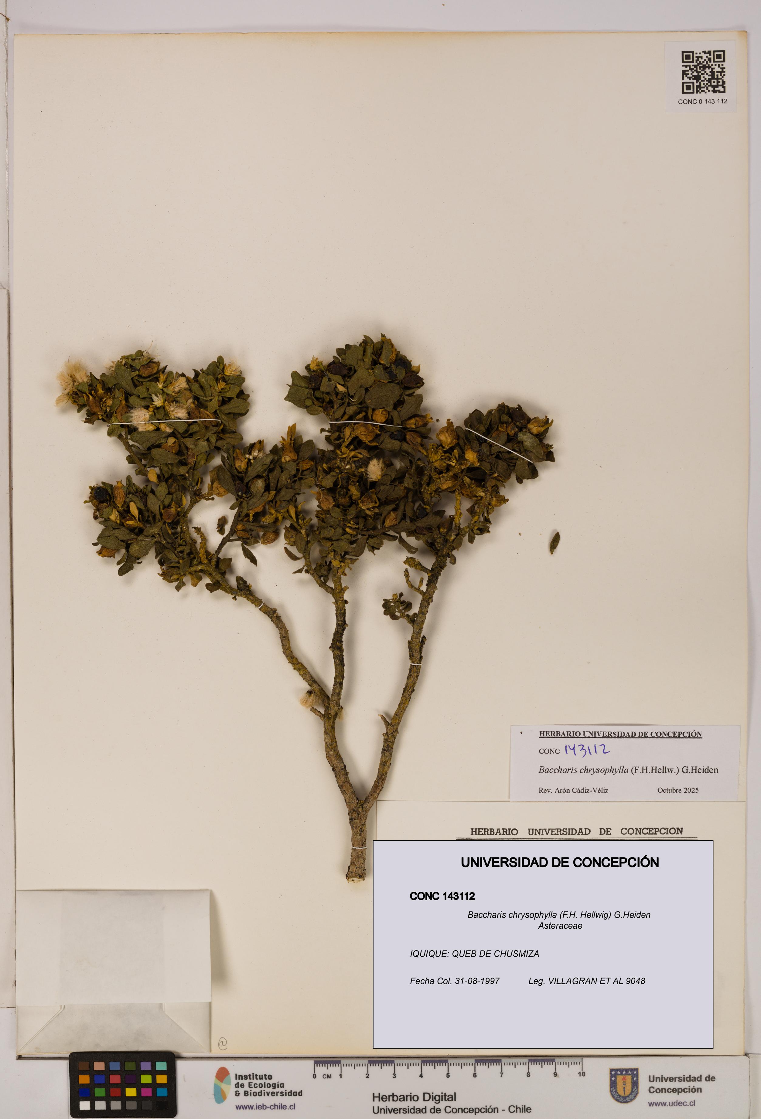 Baccharis chrysophylla [Espécimen: UDEC:CONC:0143112]