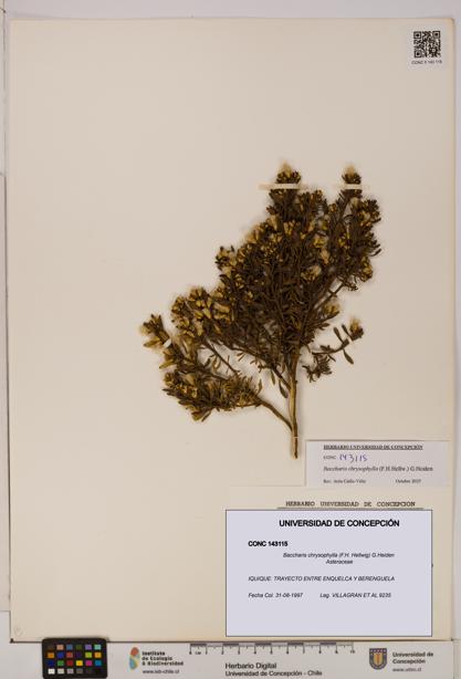 Baccharis chrysophylla [Espécimen: UDEC:CONC:0143115]