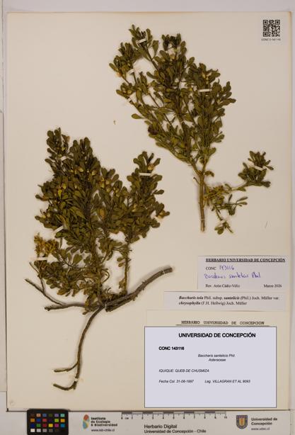 Baccharis santelicis [Espécimen: UDEC:CONC:0143116]