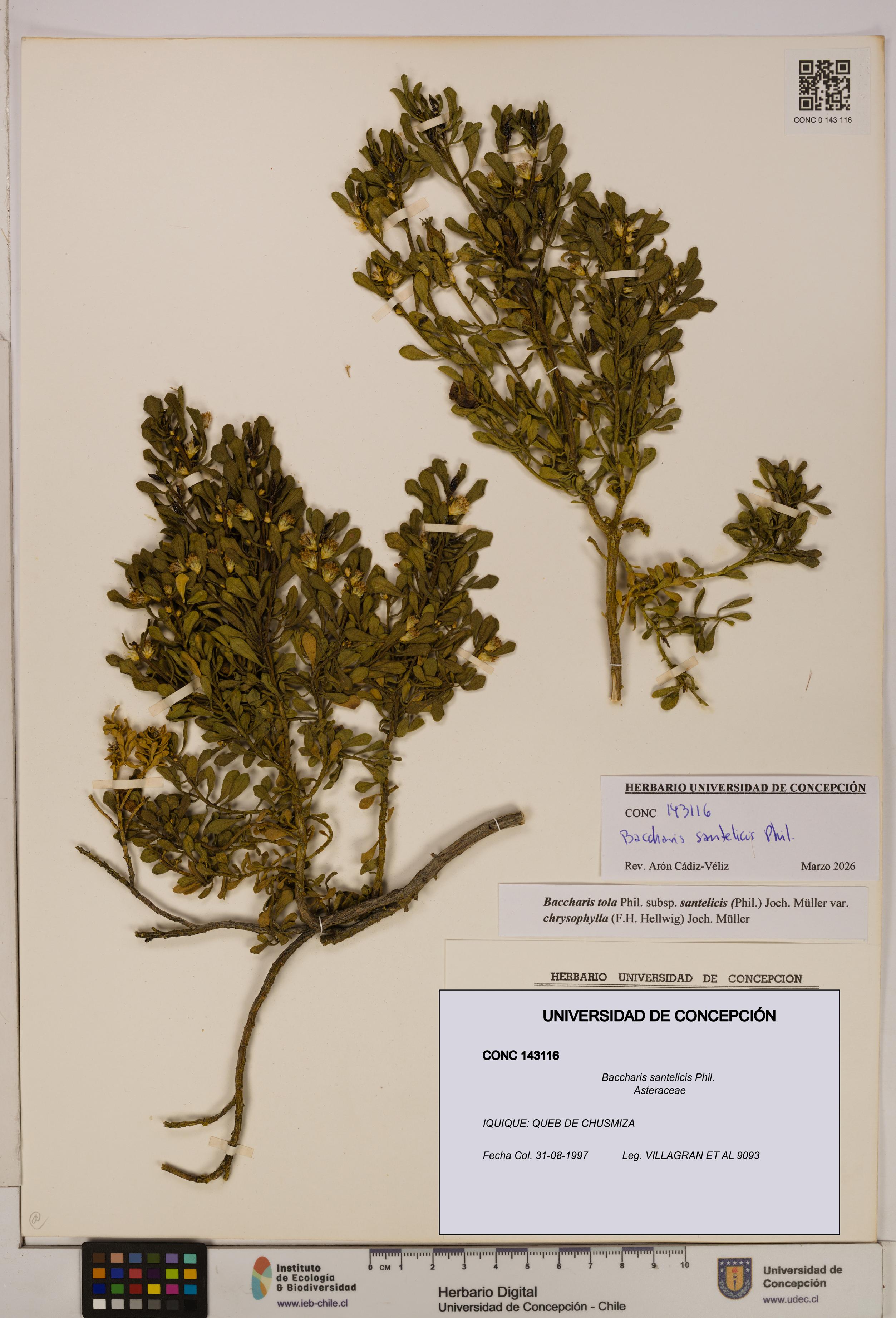 Baccharis santelicis [Espécimen: UDEC:CONC:0143116]