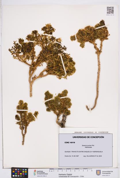 Senecio puchei [Espécimen: ]