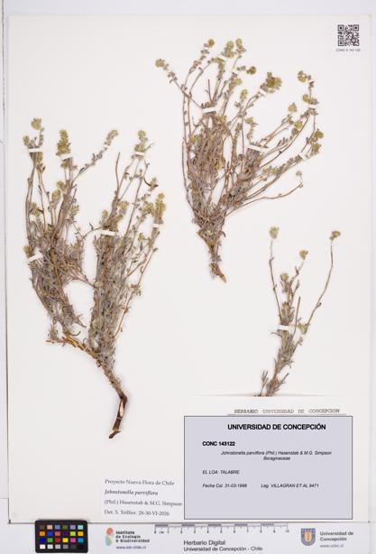 Johnstonella parviflora [Espécimen: ]