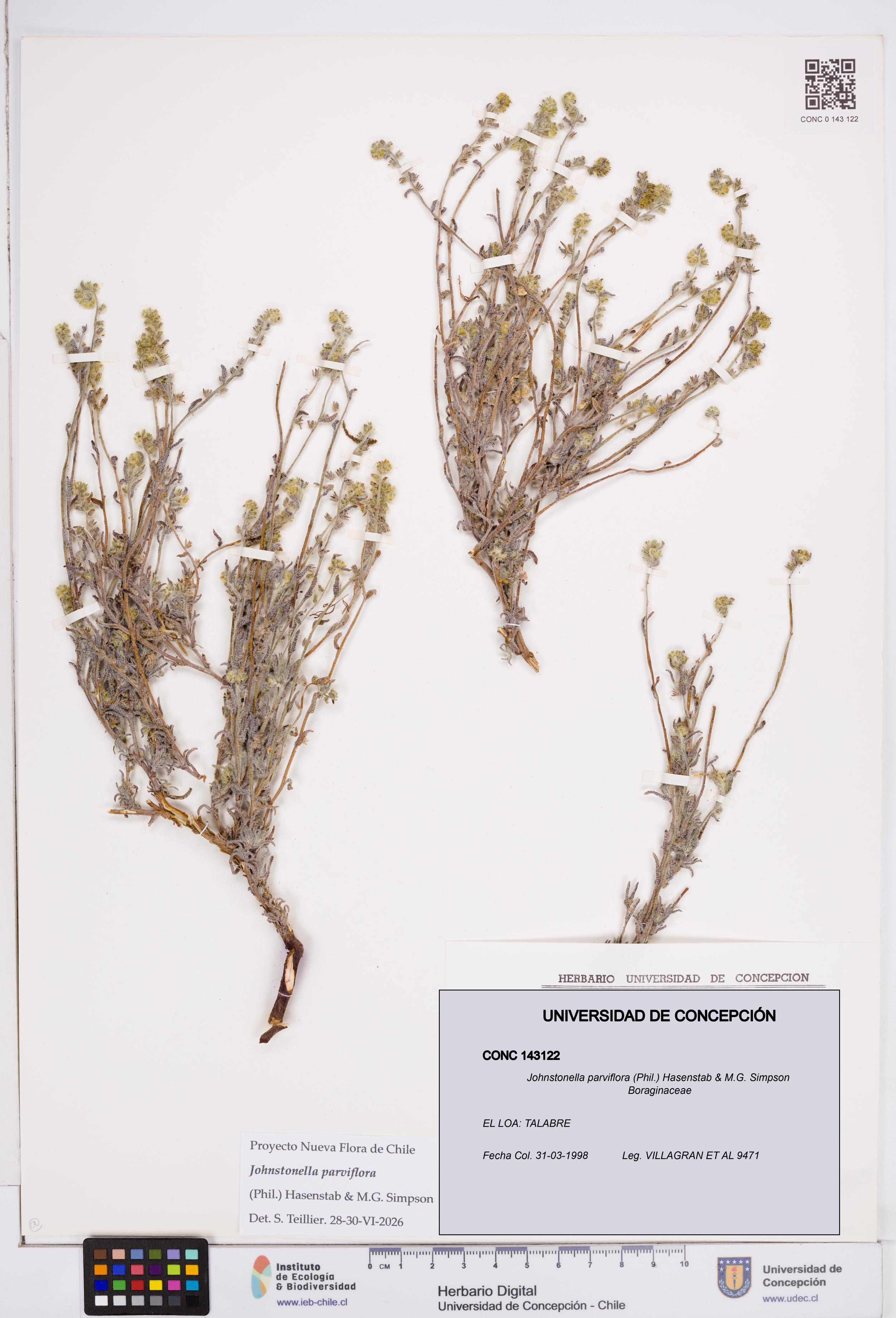 Johnstonella parviflora [Espécimen: ]