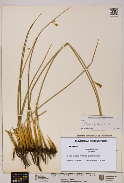 Juncus balticus [Espécimen: UDEC:CONC:0143125]
