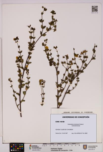 Calceolaria inamoena [Espécimen: UDEC:CONC:0143126]