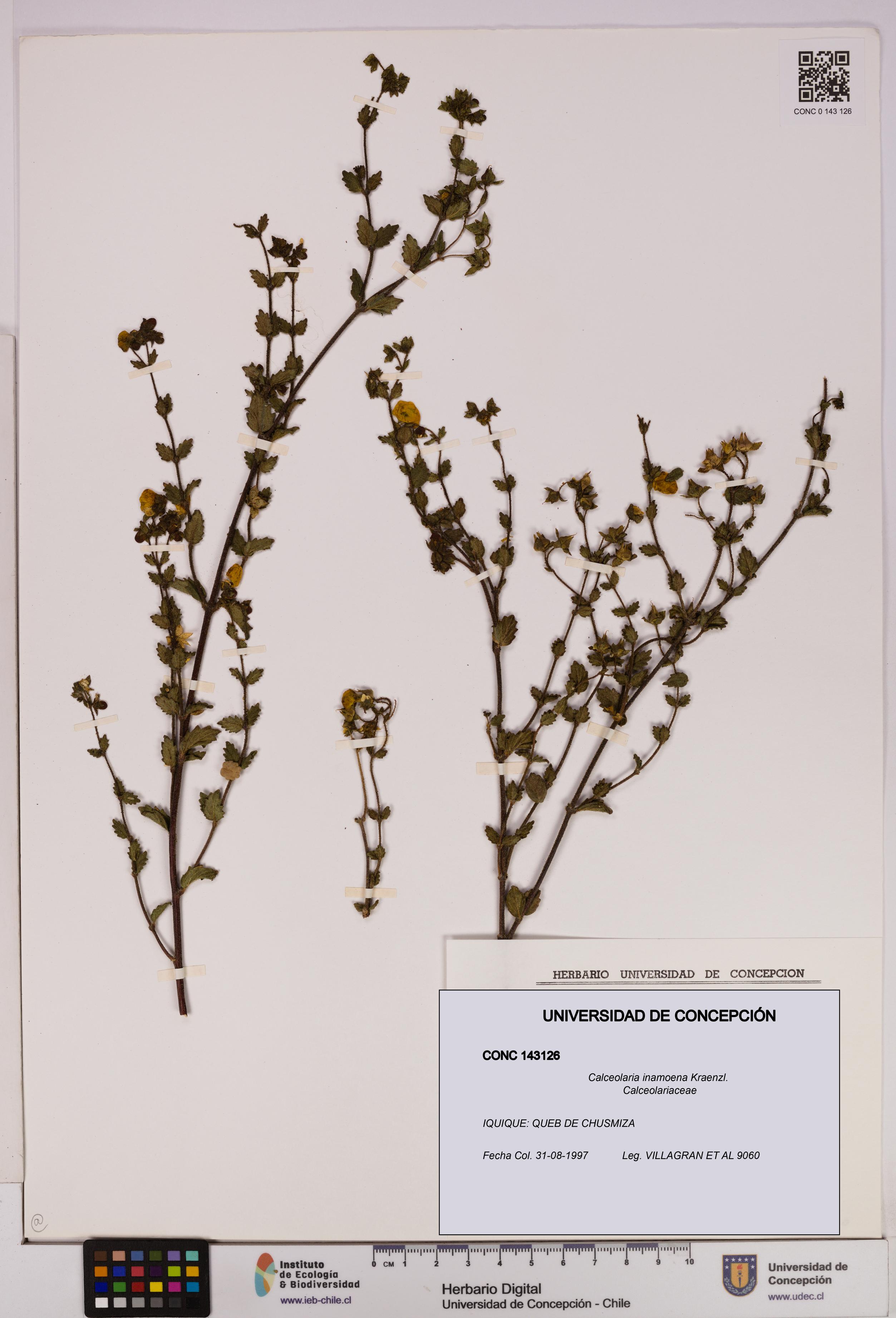 Calceolaria inamoena [Espécimen: UDEC:CONC:0143126]