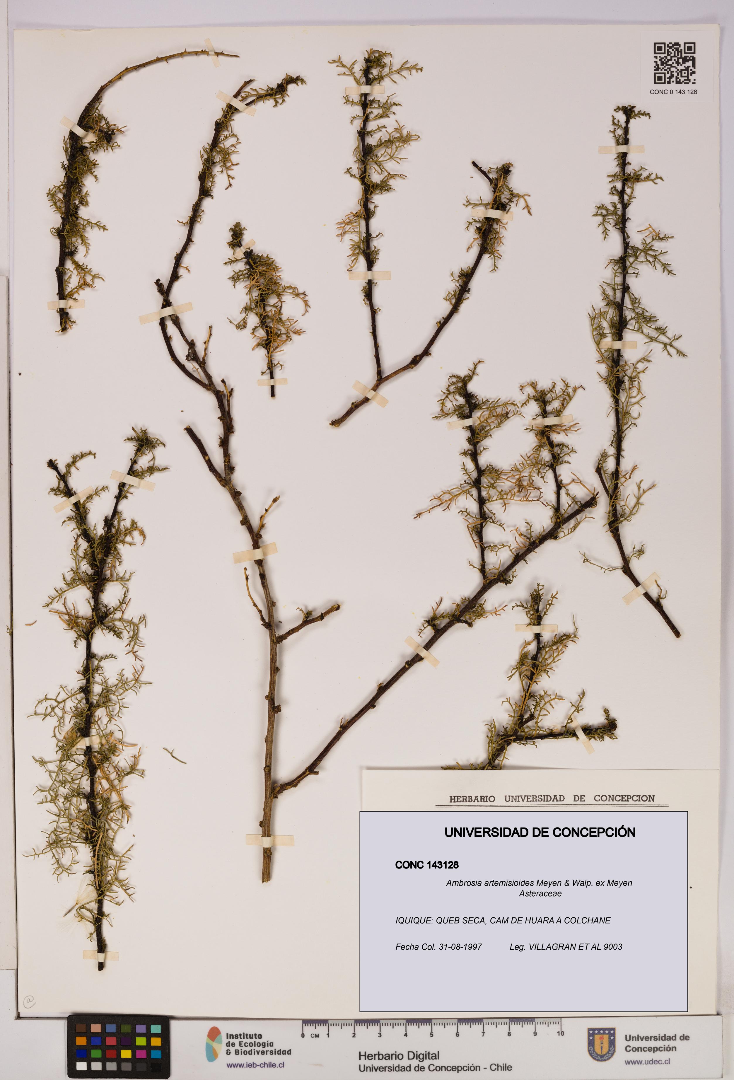 Ambrosia artemisioides [Espécimen: UDEC:CONC:0143128]