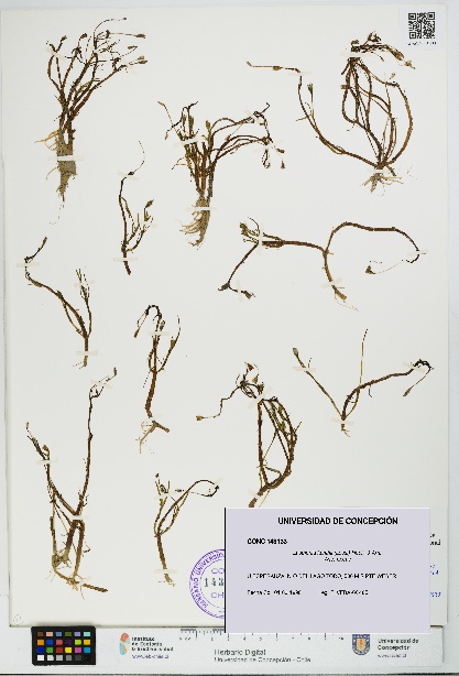 Lasthenia kunthii [Espécimen: UDEC:CONC:0143133]