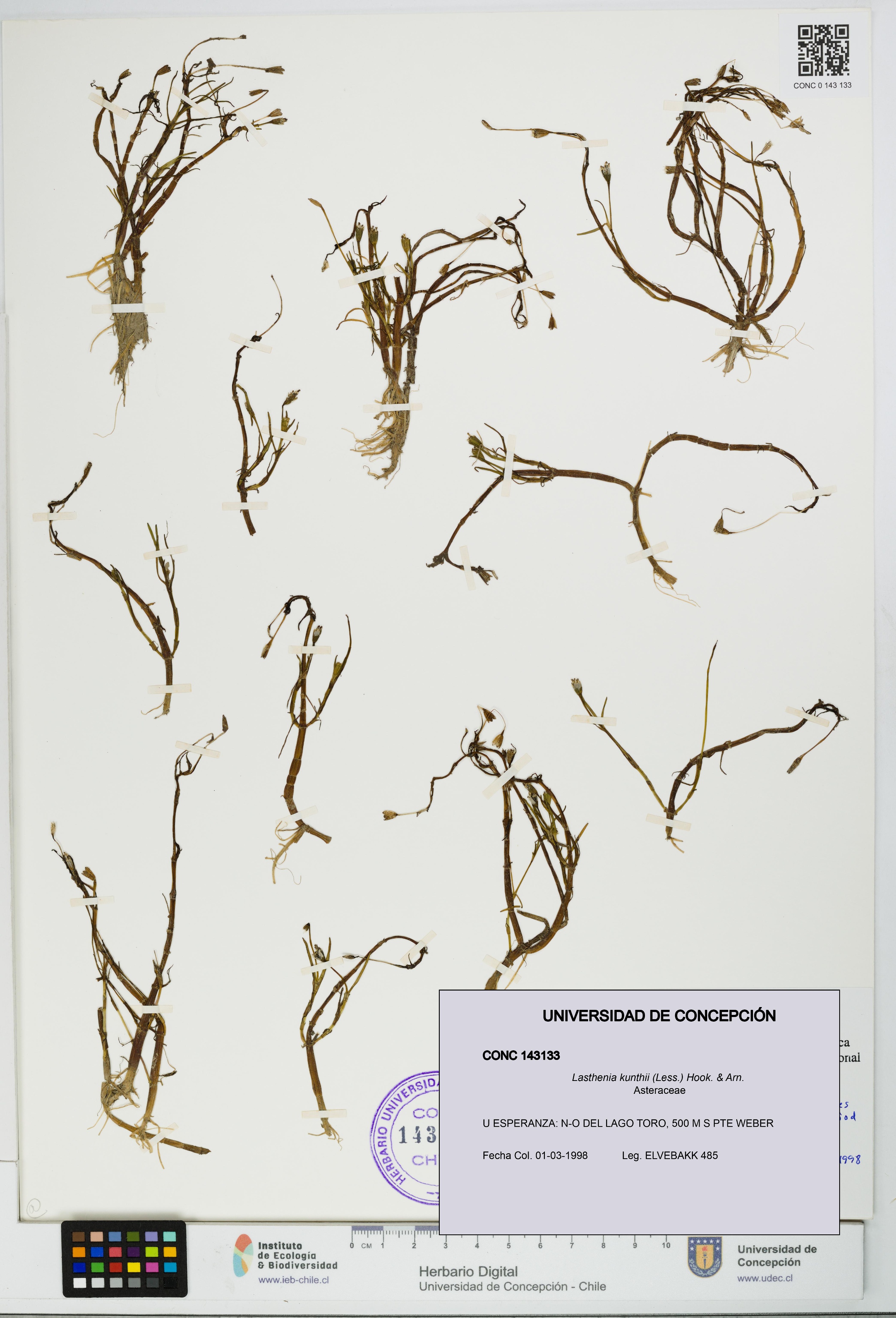 Lasthenia kunthii [Espécimen: UDEC:CONC:0143133]
